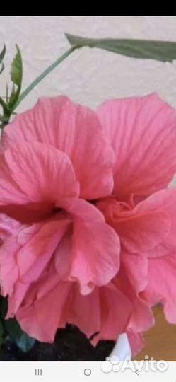 Гибискус китайская роза,очиток