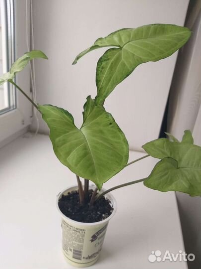 Сингониум Батерфляй