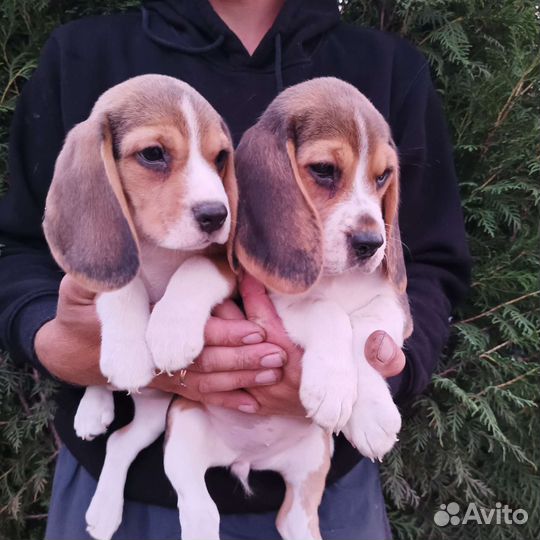 Щенки бигль