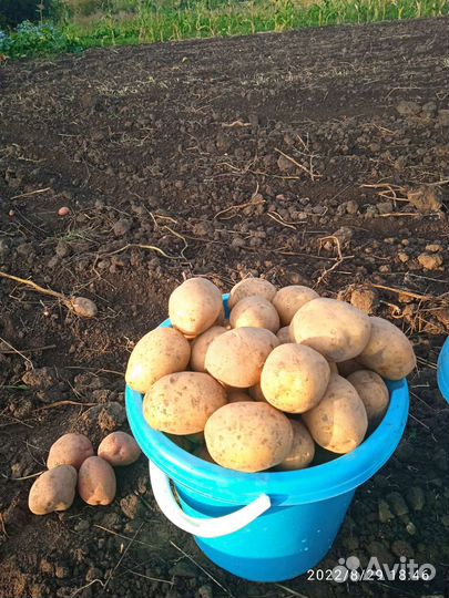 Продам картофель