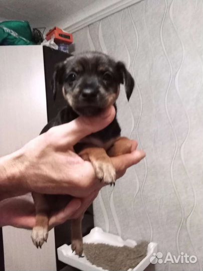 Щенки и собаки