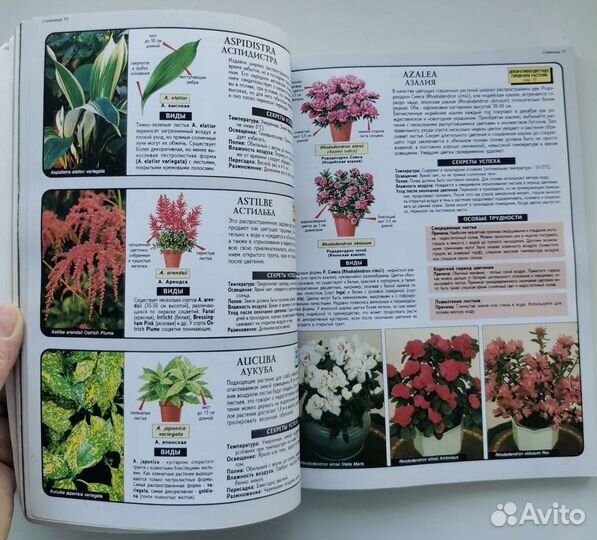 Всё о комнатных растениях