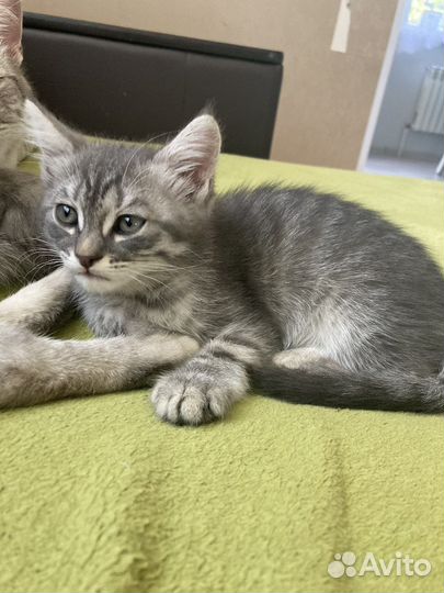 Кошка в дар