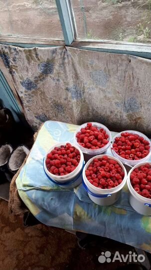 Малина собрана 21. 07