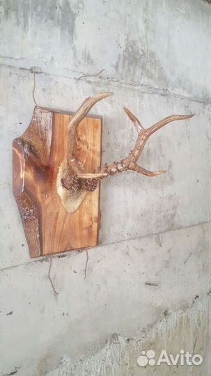 Продам рога косули на красивом срезе
