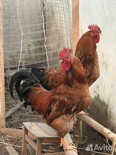 Петух Кучинской породы