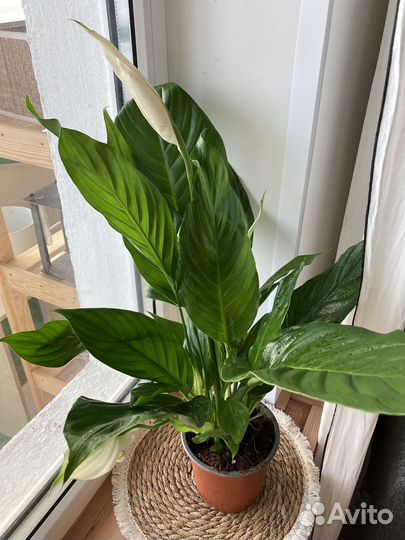 Спатифиллум Свит Сильвио