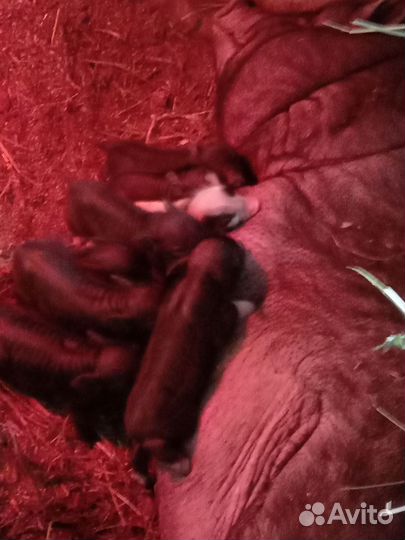 Поросенок вьетнамский