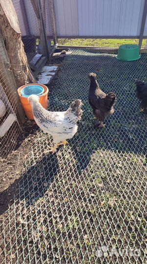 Молодые петушки