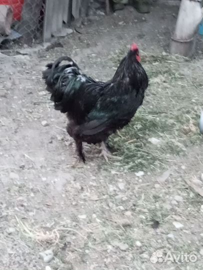 Петухи кохинхин чёрный