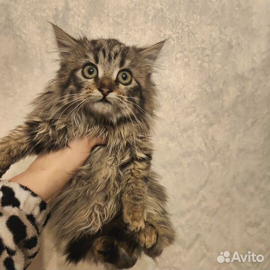 Умные котята