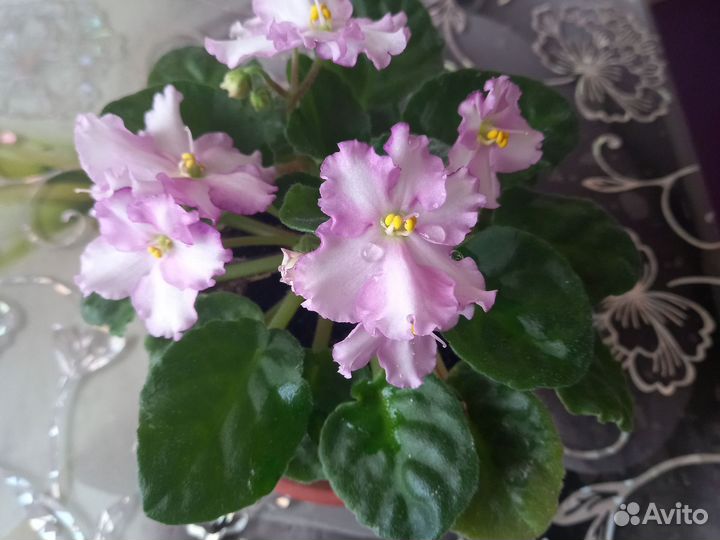 Комнатные цветы