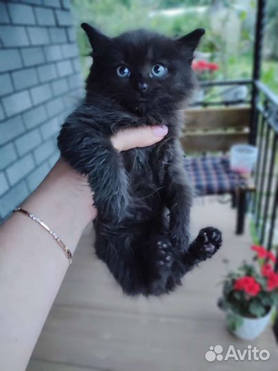 Котик бесплатно
