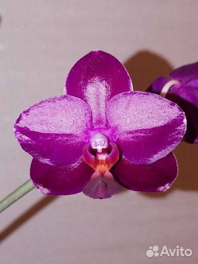 Орхидея фаленопсис Phal. Sogo relex
