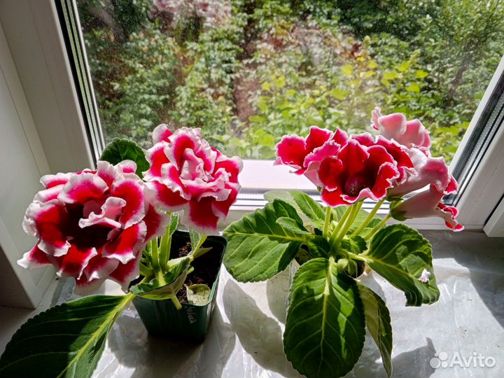 Глоксиния цветущая