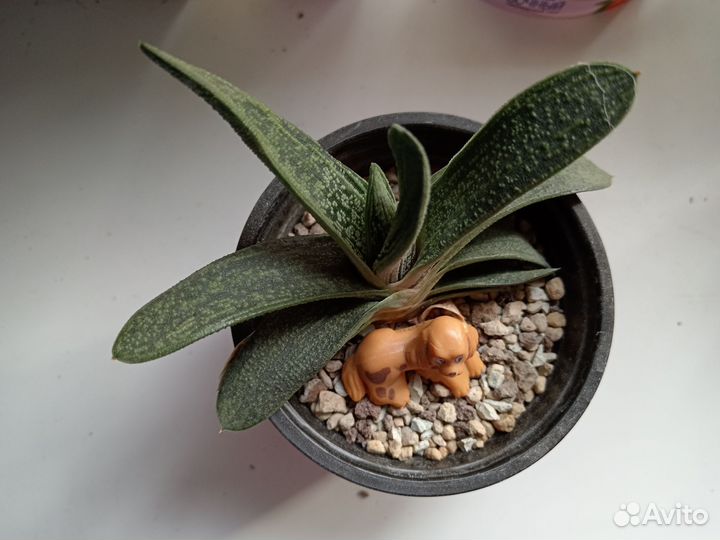 Растения для флорариум. Суккуленты