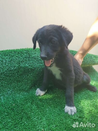Собака щенок в добрые руки бесплатно