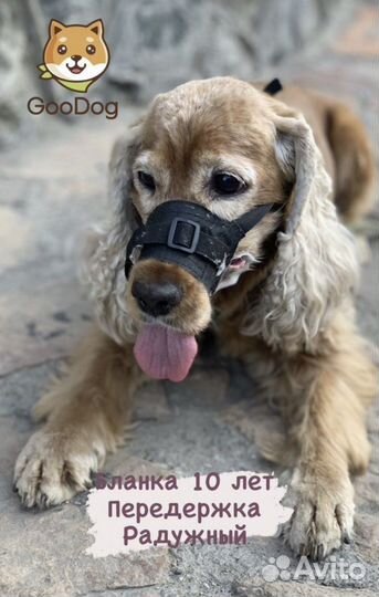 Передержка домашних животных