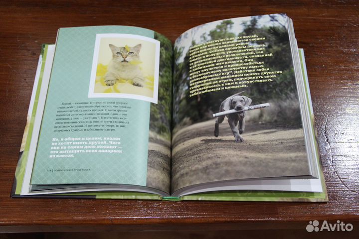 Почему собаки лучше кошек