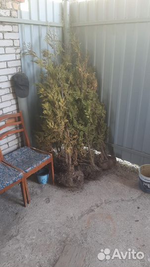 Туи смарагд