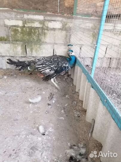 Павлин черноплечий