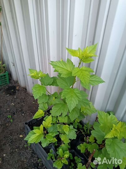 Саженцы пузыреплодника