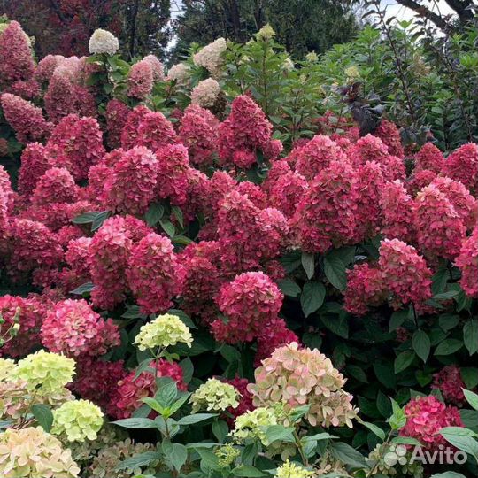 Гортензия Bonfire черенки