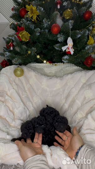 Малыши той пуделя