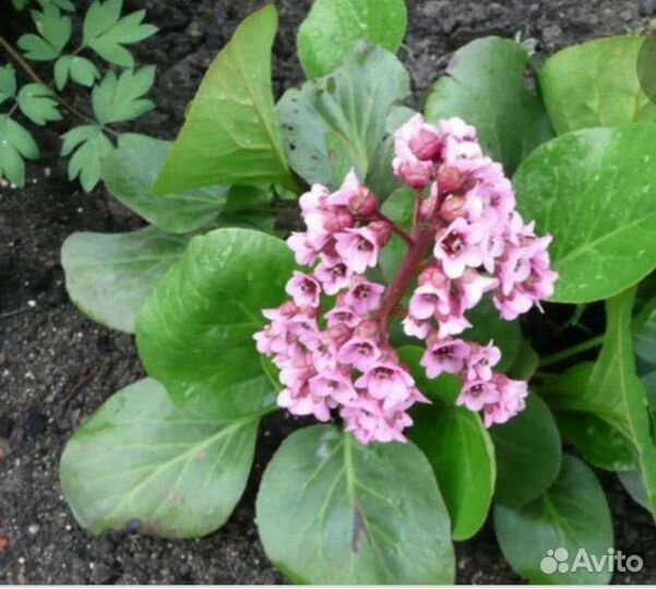 Бадан толстолистный