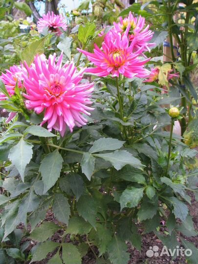 Букет георгины