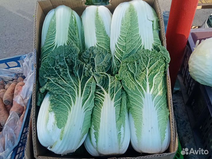 Батва свеклы