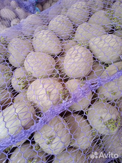 Семенной картофель гала