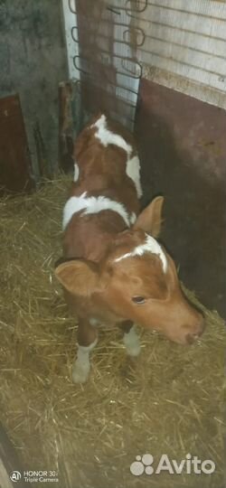 Телочки от молочных коров