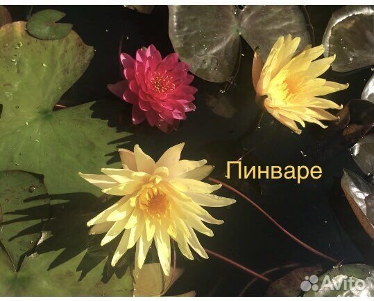 Нимфеи для пруда