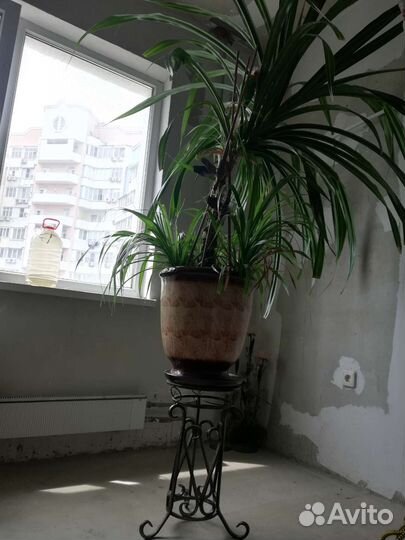 Цветок в горшке 2м