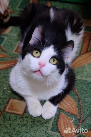 Хороший котик