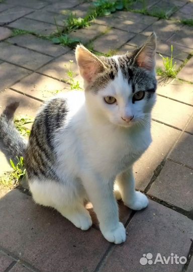 Спасите котят с улици