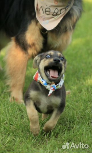 Щенок в добрые руки