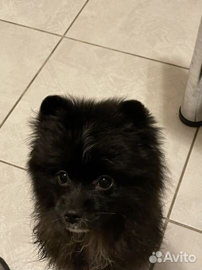 Немецкий шпиц