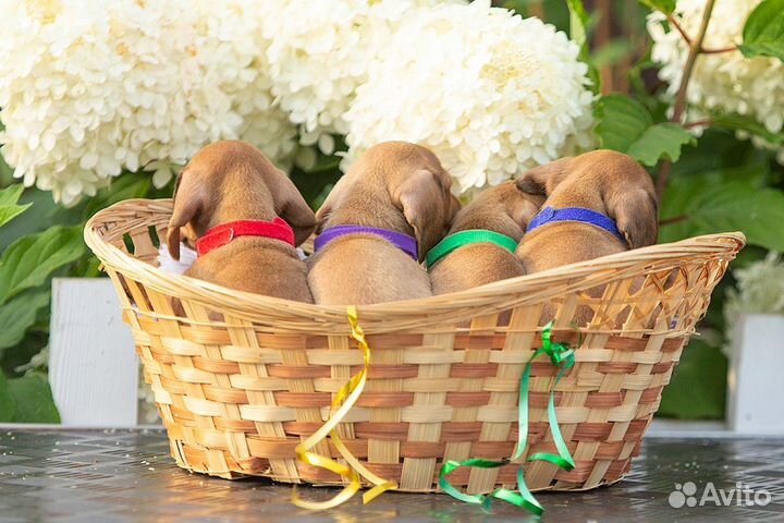 Щенки таксы миниатюрной от родителей чемпионов