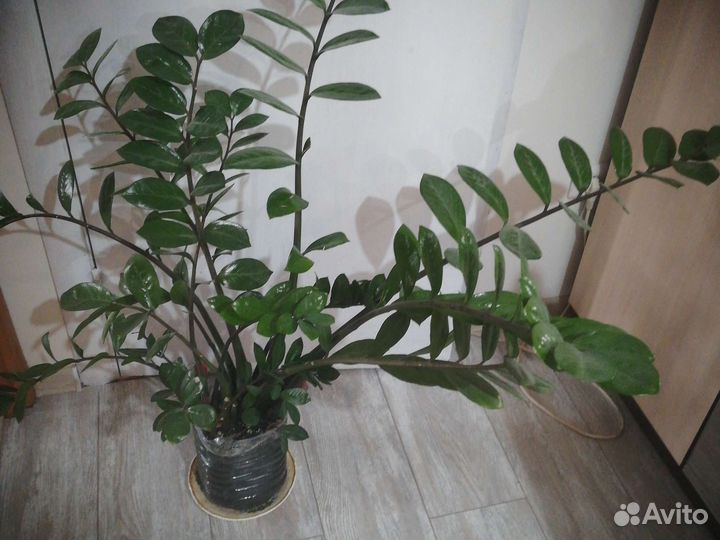 Замиокулькас