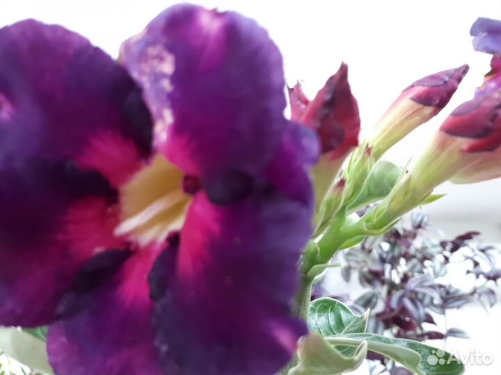 Адениум, мандарин, хойя