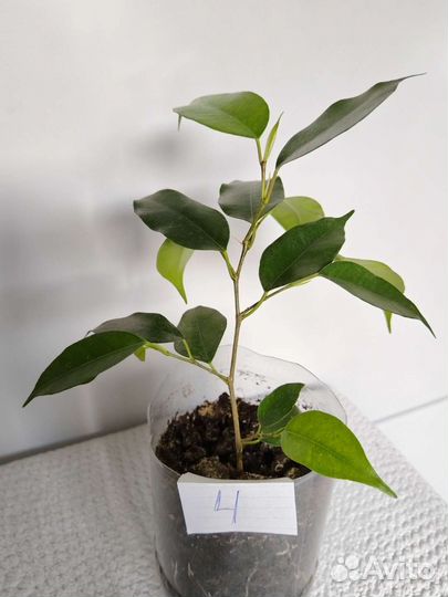 Фикус бенджамина