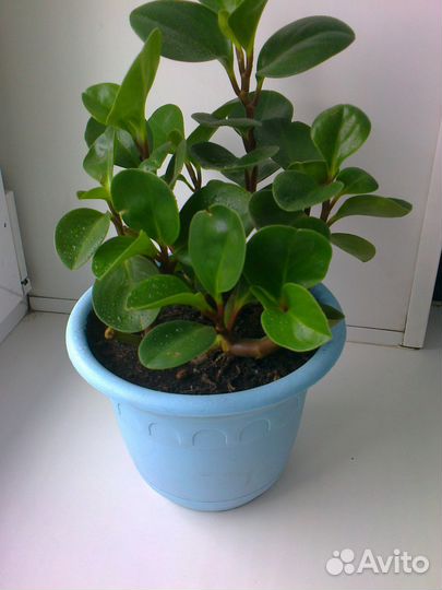 Традесканция Пеперомия