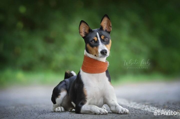 2 собаки для фотосессий (басенджи) / прогулка с со