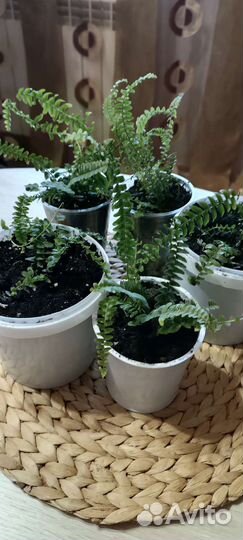 Нефролепис