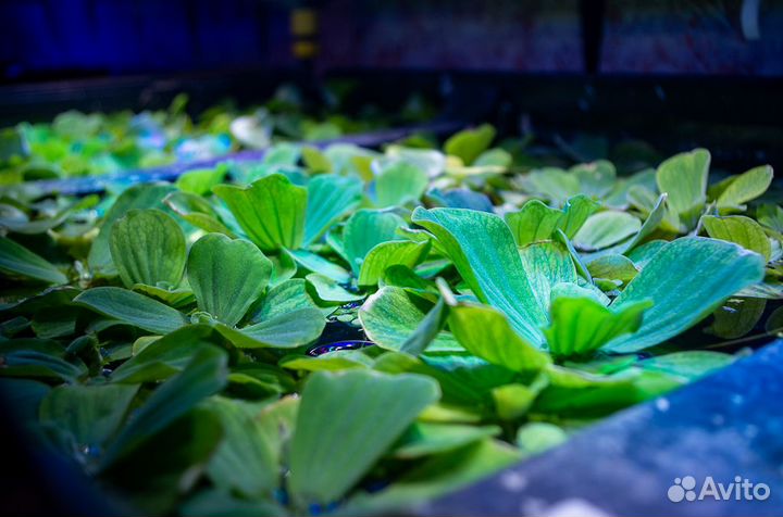 Пистия, эйхорния, лимнобиум