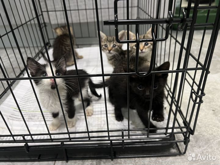 Котята 1 мес