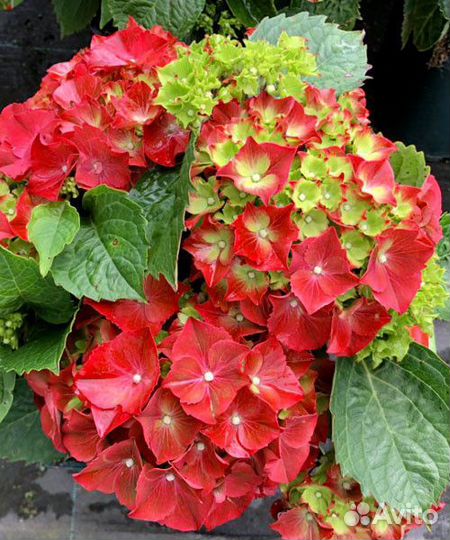 Гортензия крупнолистная Хай Торнадо