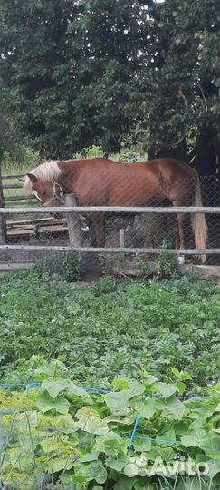 Продам лошадь